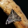 Ночная бабочка в Масаи Мара (Sphingomorpha chlorea)