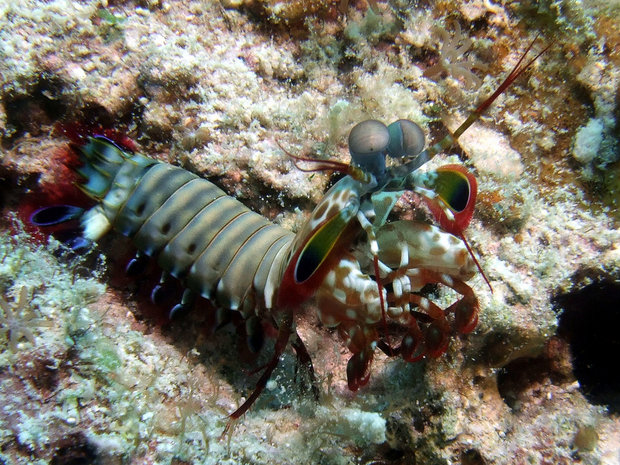 Креветка-бомба или морской рак-богомол (Peacock Mantis Shrimp / Odontodactylus scyllarus)