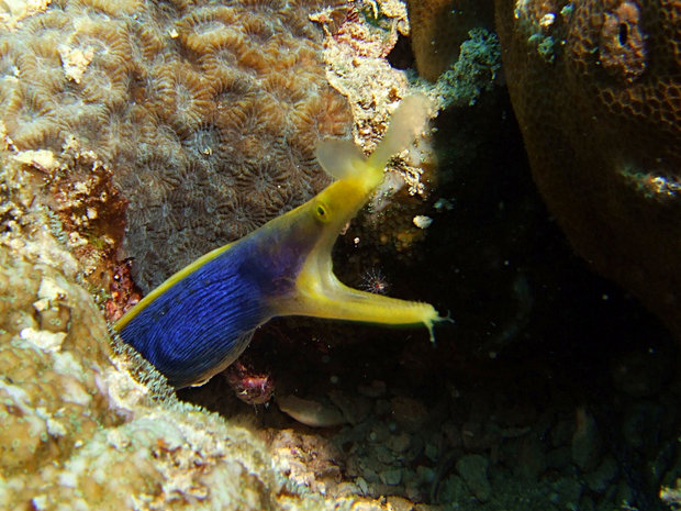 Муренка (Blue Ribbon eel (Rhinomuraena quaesita)