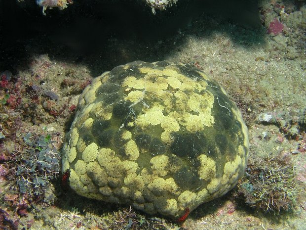 Морская звезда - Подушка для булавок (Culcita novaguineae)