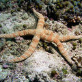 Пестрая морская звезда или бородавчатая сетчатая морская звезда (Nardoa tuberculata)