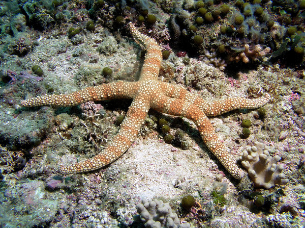 Пестрая морская звезда или бородавчатая сетчатая морская звезда (Nardoa tuberculata)