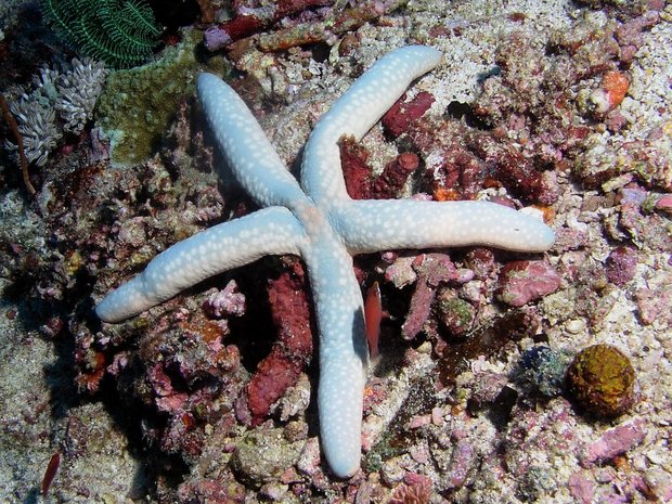 Морская звезда (Linckia laevigata)