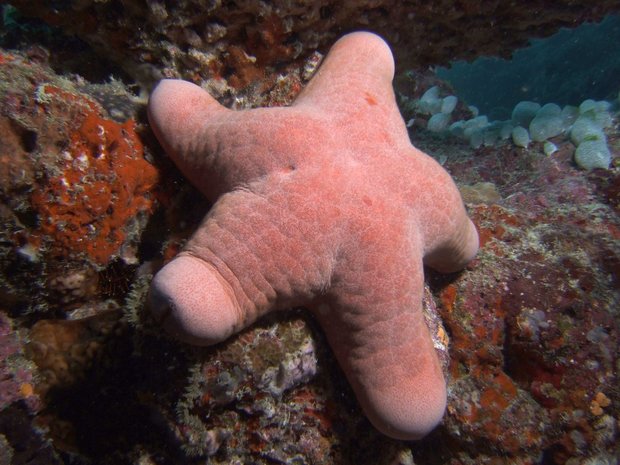Морская звезда  Choriaster granulatus