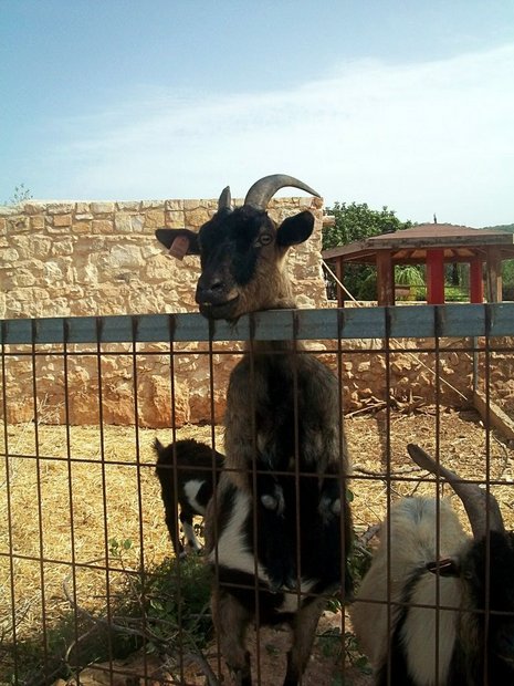 Зоопарк на Кипре