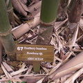 Бамбук (Feathery bamboo / Bambusa sp. / Arecaceae)