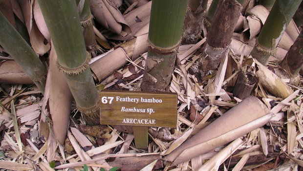 Бамбук (Feathery bamboo / Bambusa sp. / Arecaceae)