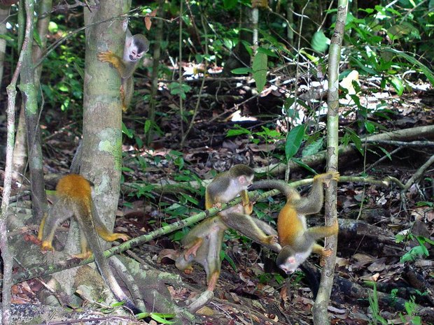 Игра (Саймири - серокоронная беличья обезьянка / Grey-crowned Central American squirrel monkey / Saimiri oerstedii citrinellus)