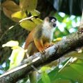 Саймири - чернокоронная беличья обезьянка / Black-crowned Central American squirrel monkey / Saimiri oerstedii oerstedii)