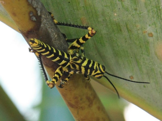 Кузнечик (Yellow zebra hopper / Tropidacris cf cristata)