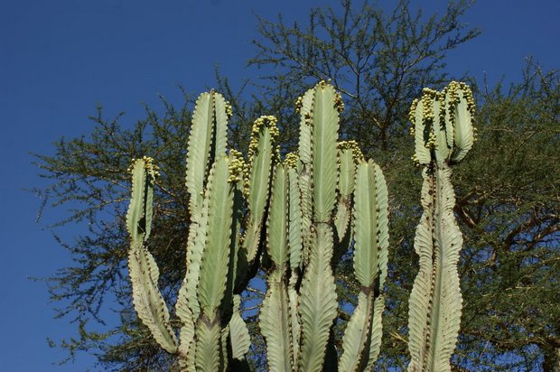 Эуфорбия Канделябра или Канделябровый молочай (Euphorbia candelabrum)