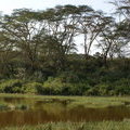 Kenya, Naivasha, Crater Lake Game Sanctuary