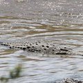 Крокодил в Маре