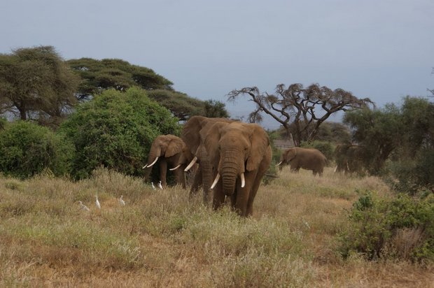Слоны Амбосели