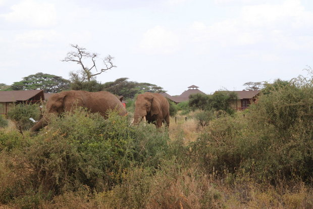 Слоны в Амбосели