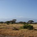 Утренний Килиманджаро