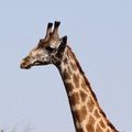 Масайский жираф (Giraffa camelopardalis tippelskirchi)
