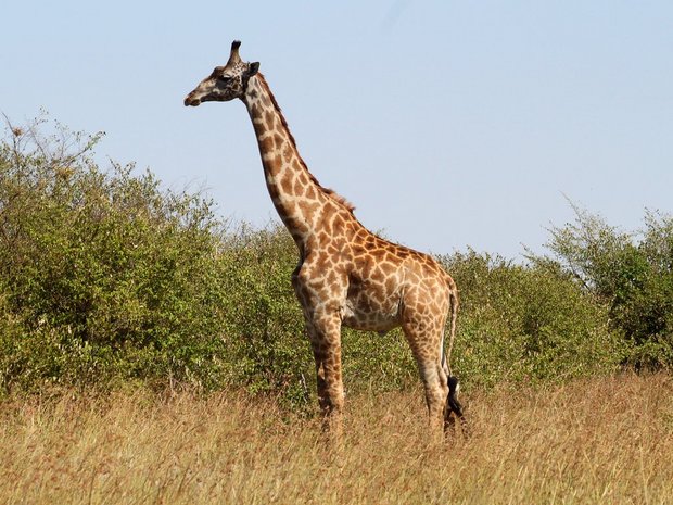 Масайский жираф - мальчик (Giraffa camelopardalis tippelskirchi)