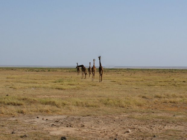 Жирафы - четыре