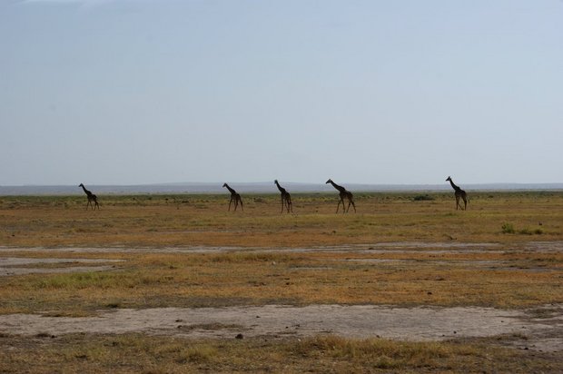 Жирафы - пять