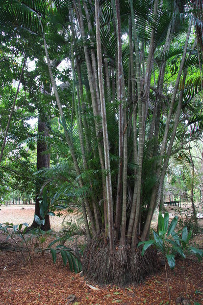 Хамедорея, бамбуковая пальма (Chamaedorea Willd)