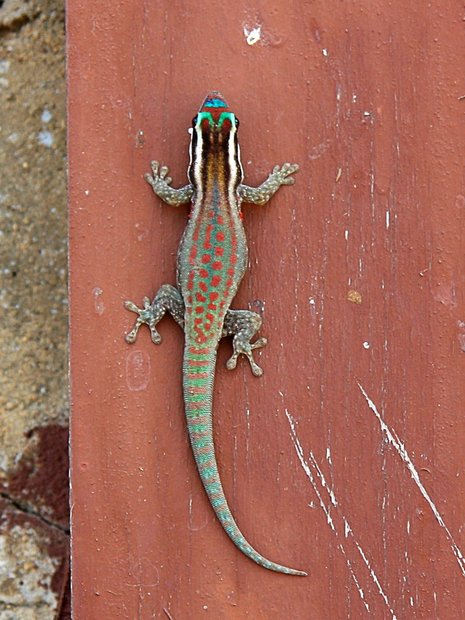 Маврикийский украшенный геккон Phelsuma ornata ornata
