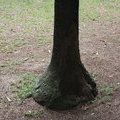 Пальма - слоновья нога (Beaucarnea recurvata)