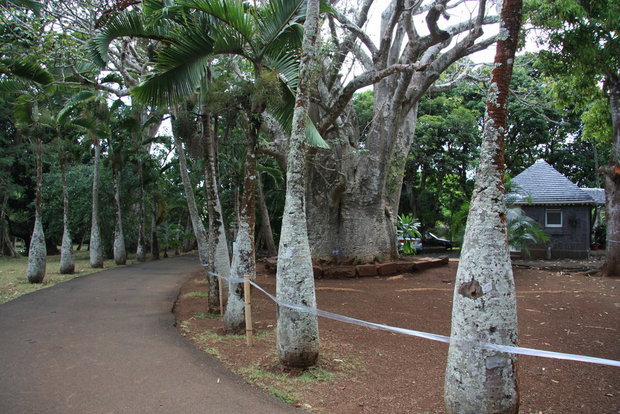 Баобаб и эндемичные пальмы (Гиофорба (Маскарена) (Hyophorbe (Mascarena))