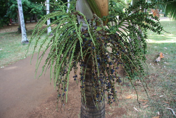 Плоды пальмы