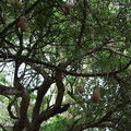 Сосисочное дерево (Kigelia pinnata (africana)) 