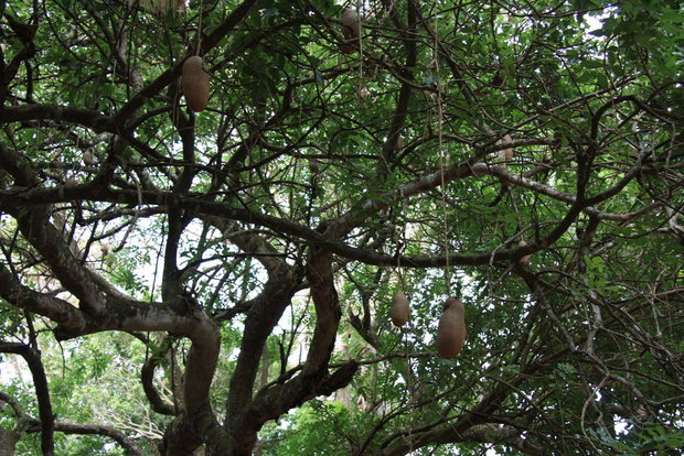 Сосисочное дерево (Kigelia pinnata (africana)) 
