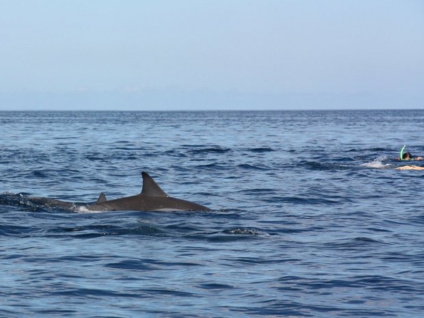Туристы гребут к дельфинам