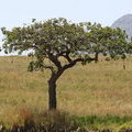 Колбасное дерево (Кигелия / Kigelia)