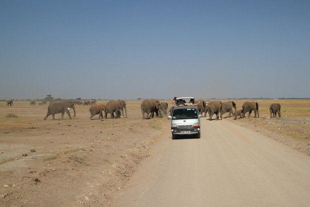 Слоны и туристы