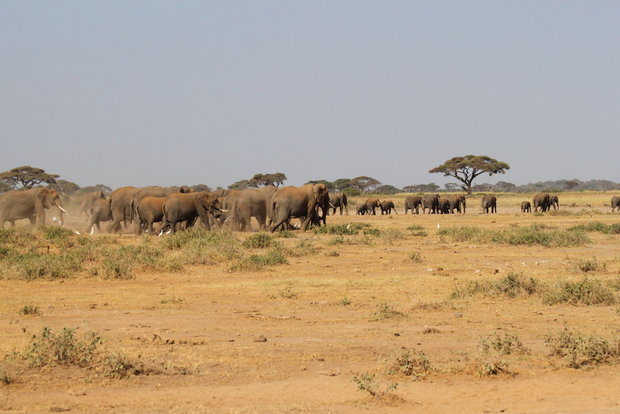 Слоны идут