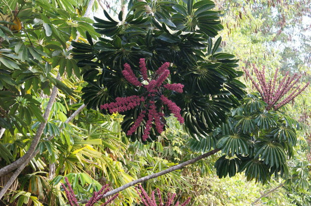 Шеффлера лучелистая (Schefflera actinophylla)