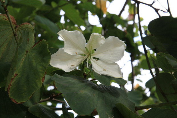 Баухиния белая (White bauhinia)