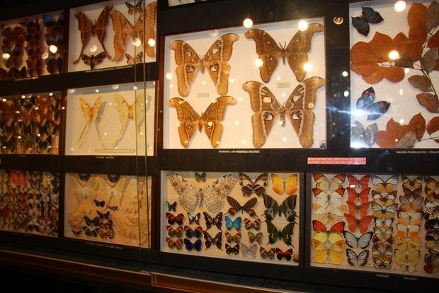Коллекция бабочек