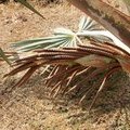 Соцветия пальмы (Latania loddigesii)