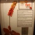 Цикады Phromnia rosea