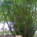 Дипсис мадагаскарский (Dypsis lutescens) или Золотая тростниковая пальма, Пальма-бабочка