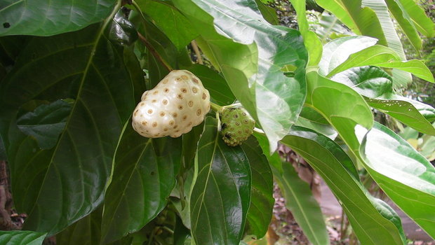 Моринда цитрусолистная или Нони (Morinda citrifolia)