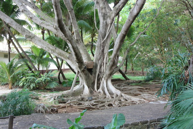 Дерево в парке