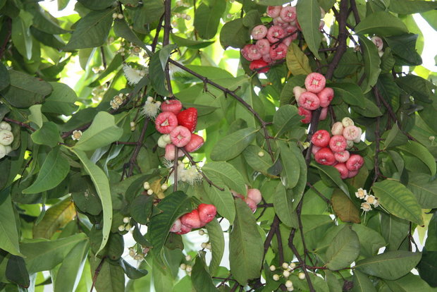 Водяное яблоко (Syzygium aqueum)