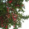 Фрукты на дереве - Водяное яблоко (Syzygium aqueum)