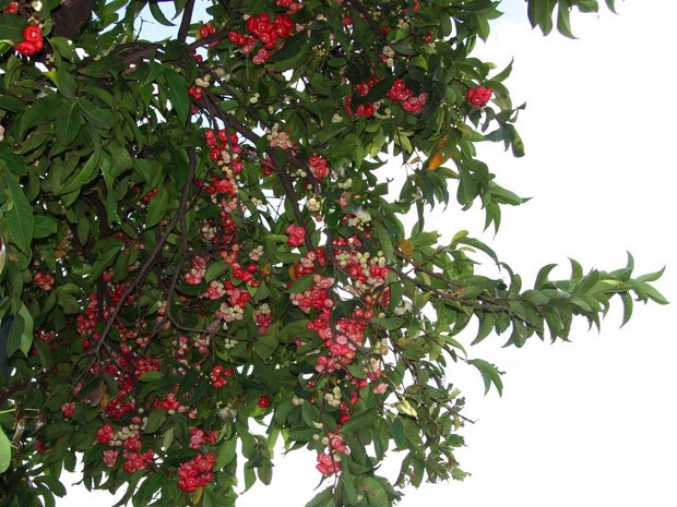 Фрукты на дереве - Водяное яблоко (Syzygium aqueum)