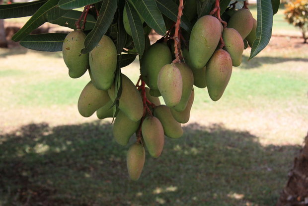 Урожай манго
