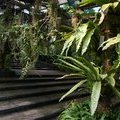 Лестница в Парке орхидей