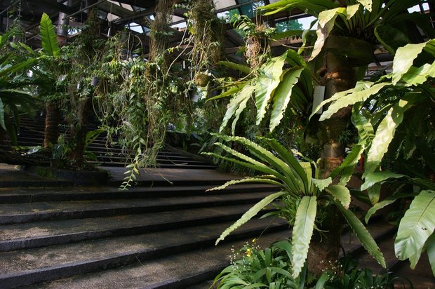 Лестница в Парке орхидей