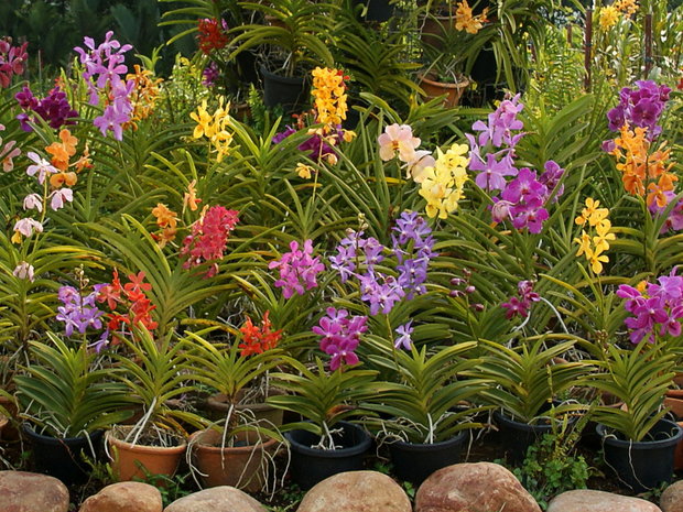 Орхидеи в Парке орхидей в Куала-Лумпуре